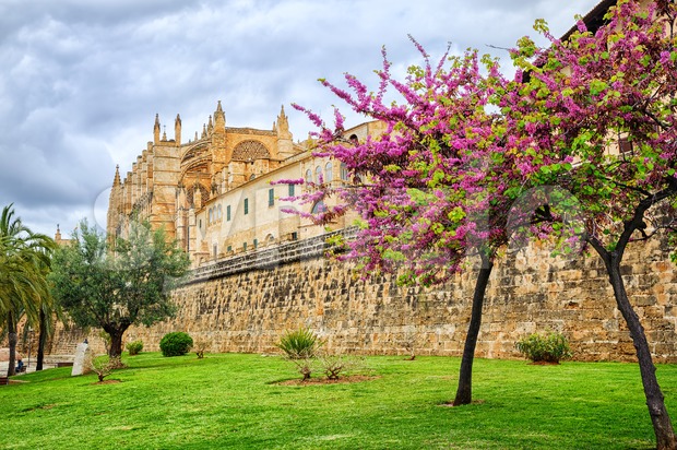 Blooming cherry tree in the cathedral garden, Palma de Mallorca, Spain Stock Photo