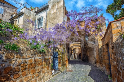 Historical street with blooming wisteria flowers, Orvieto, Italy Stock Photo