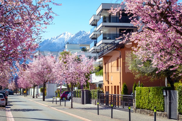 Blooming cherry trees in Ascona town, Switzerland Stock Photo